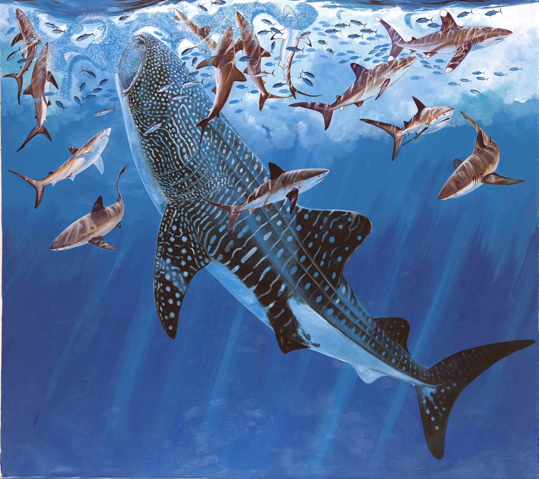 endangered whale  shark